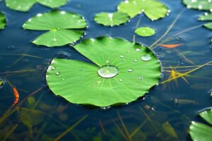 揭秘仿生科技气凝胶纤维的”超疏水魔法”